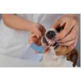 dentista para cães valor Asa Sul