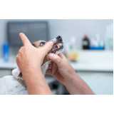 dentista para cães Águas Claras
