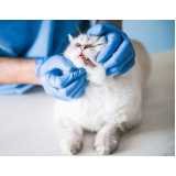 dentista para gato Octogonal