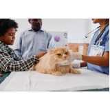 exame de sangue em gatos Sobradinho