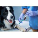 exame de sangue para cachorro preço Noroeste