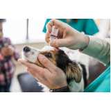oftalmologista para animais de pequeno porte Distrito Federal