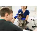 Oftalmologista para Cães