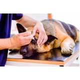 oftalmologista para cachorro Octogonal
