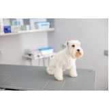oncologia para animais de pequeno porte clínica Park Way