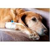 oncologia para cachorro clínica Sobradinho