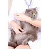 oncologia para gatos Octogonal