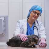 ortopedia para gatos valor Águas Claras