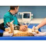 valor de exame de sangue em gatos Sobradinho