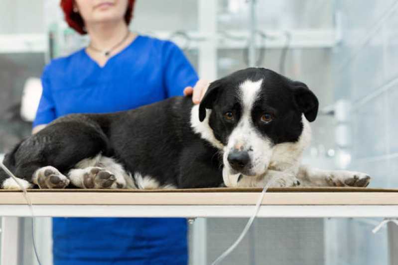 Valor de Cirurgia de Castração para Gatos Octogonal - Cirurgia para Cães