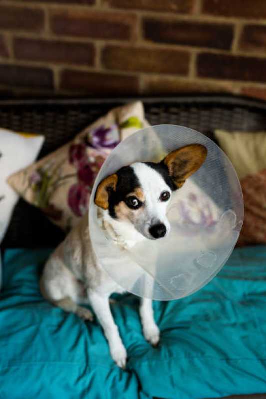 Valor de Cirurgia para Cães Guara - Cirurgia para Cães