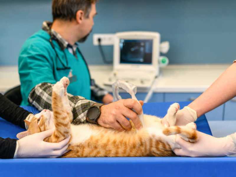 Valor de Exame de Biópsias para Animais Lago Sul - Exame de Sangue em Gatos